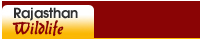 Wildlife and Natural Areas in Rajasthan